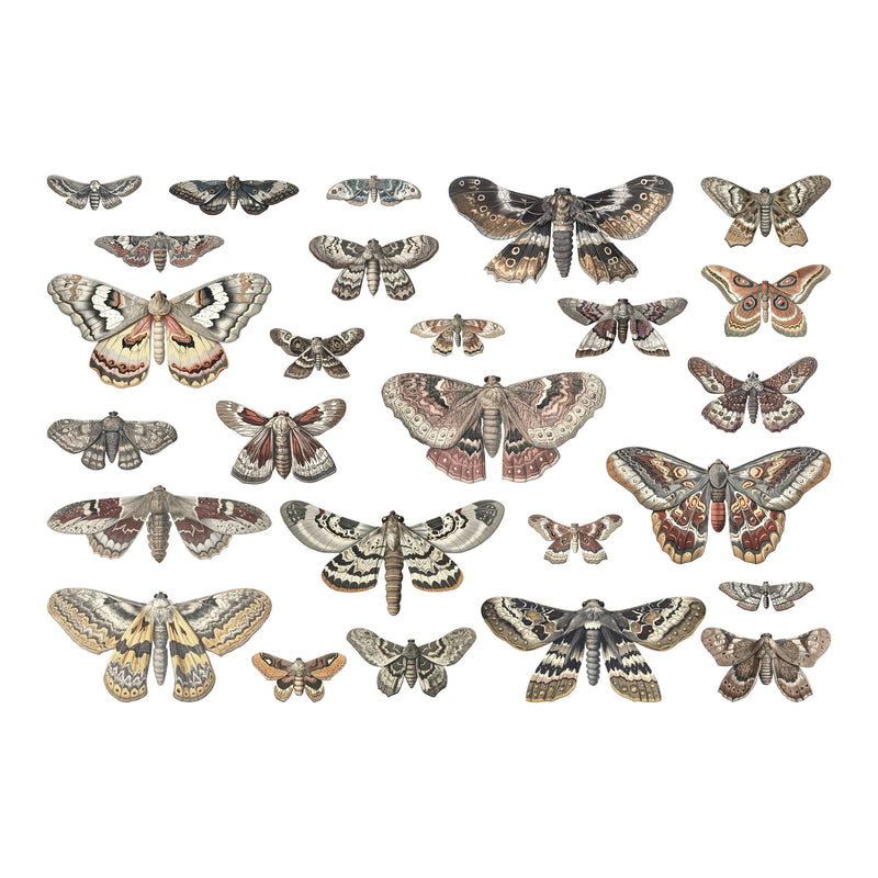 Tim Holtz Idea-ology Halloween 2024 Transparencies Moths